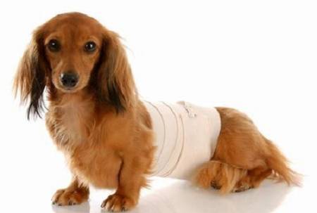 Процедура дренажа животным: в каких случаях применяется и как проходит