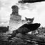 На пепелище. г. Жиздра. Кошка с простреленным ухом. 1943 год. Фото: Михаил Савин