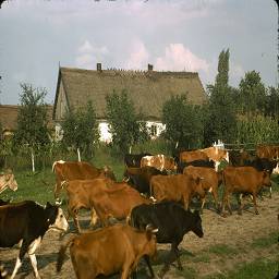 СССР в цветных фотографиях 1964